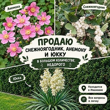 яблоневый сад: Продаются декоративные растения для сада: - Снежноягодник — 1