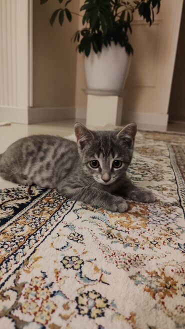 Tulumlar: Tabbi, Yaxşı əllərə
