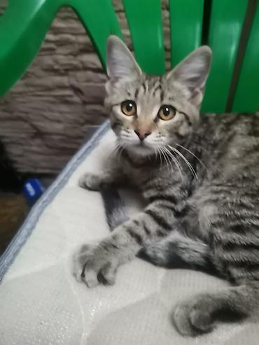 котенок 1 месяц: Пушистые котята Возраст ~ 1.5 месяца Отдам в добрые руки 🤗 На — 4