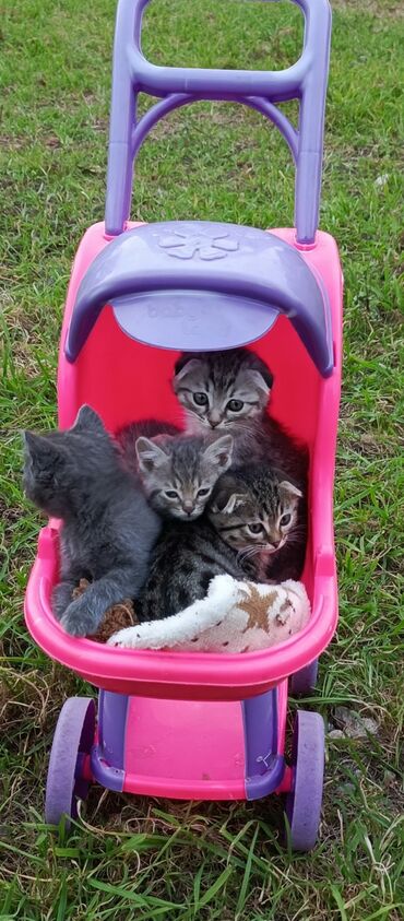 Pişiklər: Şotland — 9