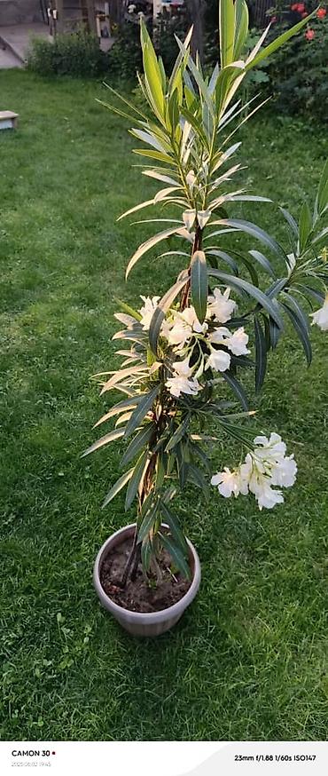 Другие садовые цветы и кустарники: ОЛЕАНДР 
ОЛЕАНДРЫ

Олеандр деревья 

саженцы 3х голичные

детки — 15