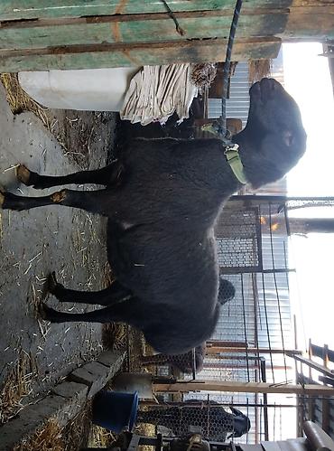 Баран, овца: Продаю | Овца (самка) | Для разведения | Племенные — 20