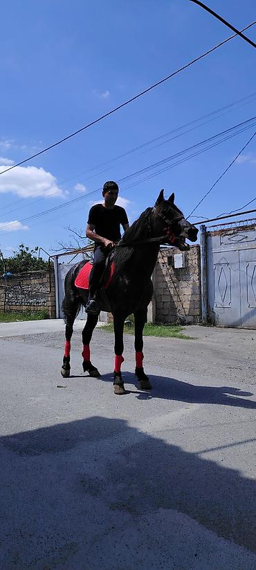 Salam. Ciddi alıcılar WhatsApp-da yazıb maraqlana bilərlər lalafo.az -da Salam. Ciddi alıcılar WhatsApp-da yazıb maraqlana bilərlər