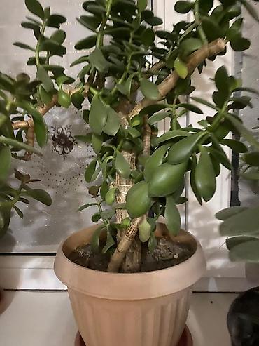 Молочаи: Молочай от 700-1000 с в зависимости от размера — 17