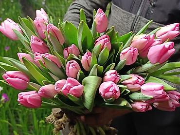 Цветы и букеты: Тюльпаны от производителя - Выгонка тюльпанов в собственных теплицах at lalafo.kg — 11 Цветы и букеты: Тюльпаны от производителя - Выгонка тюльпанов в собственных теплицах — 11