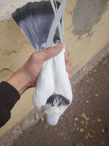 Göyərçinlər: Heyvanlarn hamsi tam saglamdi cut cutde satilir komda tek tekde — 11