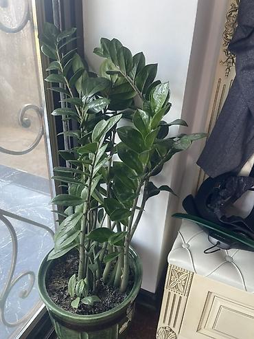 апа гулдору: Zamioculcas zamiifolia (ZZ bitkisi) – iri, sıx zoğlarla bəzək çiçəyi — 1