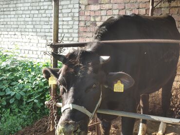 высокоудойная корова: Продаю | Корова (самка) | Голштин | Для разведения, Для молока | Искусственник