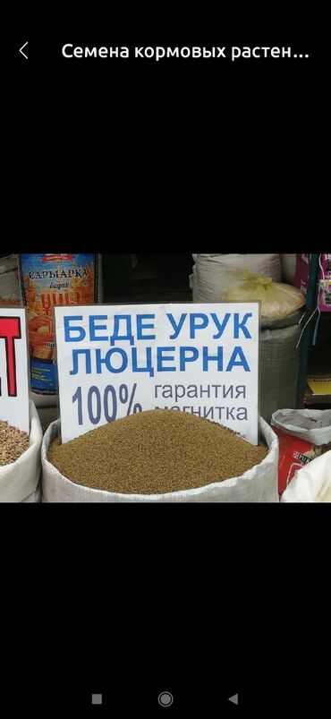 купить улья для пчел: Продаю Семян Клевер (люцерна) 1500кг есть, местный сорт, 1кг по