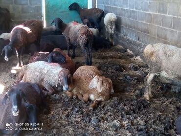 баран козу: Продаю | Овца (самка), Ягненок, Баран (самец)