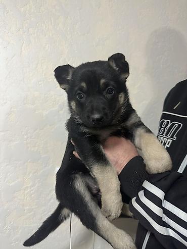 Продажа собак: Щенки ВЕО 1.5 месяца с родословной . Окрас -чепрачный черный с — 4