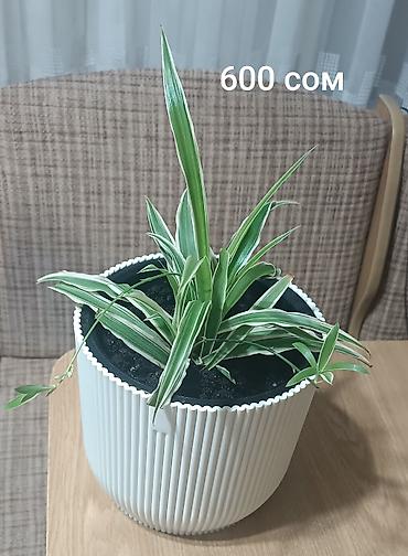 Хлорофитумдар: Хлорофитум (Chlorophytum comosum) в горшках. - Разновидность — 1