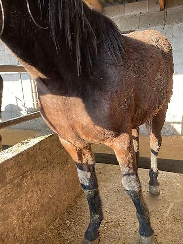 Лошади, кони: Продаю | Кобыла (самка) | Полукровка | Для разведения, На забой — 8