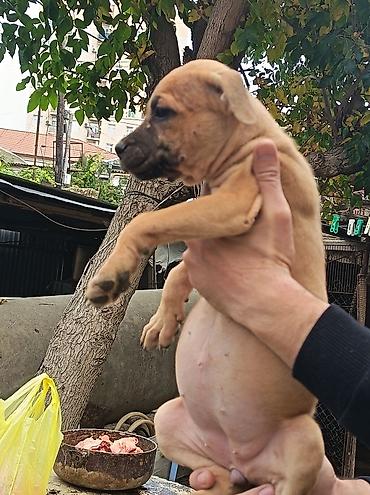 pitbull (hond): Pitbul, 2 ay, Erkək, Ödənişli çatdırılma — 8