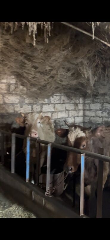 Inəklər, öküzlər: 18 baş dişi 230kq usbe us cekileri 5 aydi bağdadı — 10