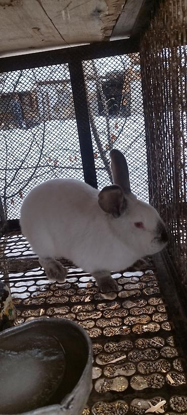 Кролики: Продаю | Кролик самец, Крольчиха (самка) — 3