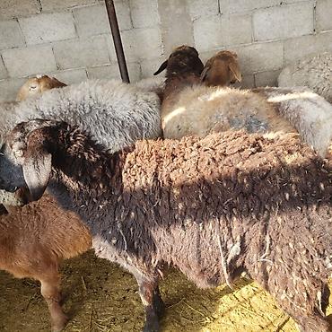 Баран, овца: Продаю | Овца (самка) | Для разведения | Матка — 4