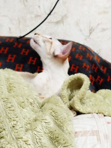 Продажа кошек: Ориентальная, 2 года, Девочка, Белый, Кастрирована, Приучена к лотку, Проглистована — 9