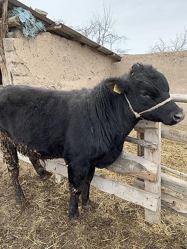 Коровы, быки: Продаю | Бык (самец), Музоо, торпок | Ангус, Абердин-ангус | На откорм, На забой — 5