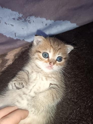 Pişiklər: Britan, Erkək, Dişi — 16