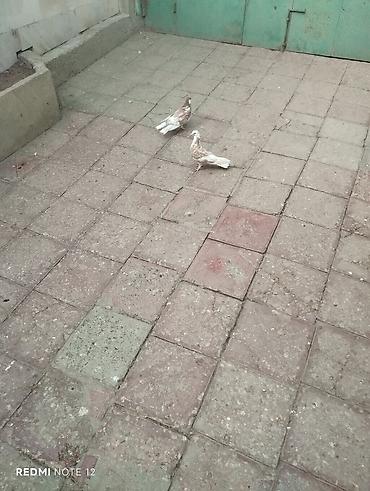 quş xana: Biri erkək,biri mayadır.Kəvən quşlardir.Iran cinsleridir.Qiymet cütüne — 4