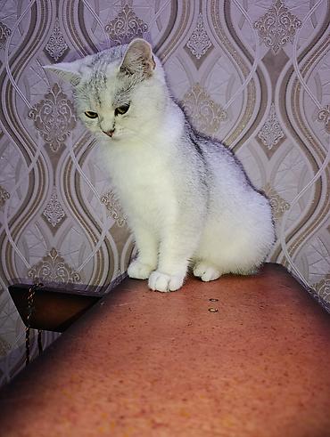 Кошки: Британская, Самка, В добрые руки — 6