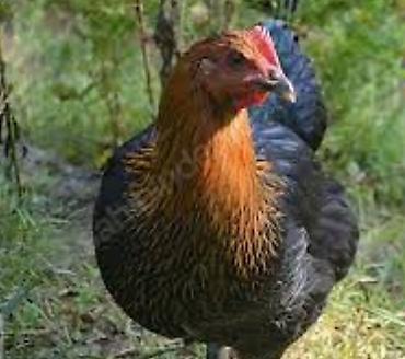 dekorativ toyuq: Toyuq, Australorp, Damazlıq, Ünvandan götürmə, Pulsuz çatdırılma, Ödənişli çatdırılma — 7
