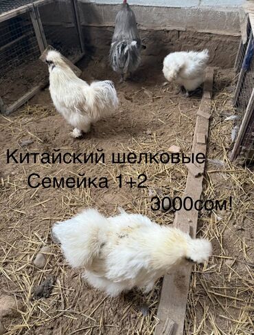 купить кур несушек с птицефабрики: Продаются!!!