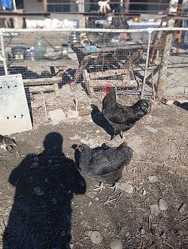 Xoruzlar: Məhsul: Qara rəngli xoruz Təsvir: Avstrolop temiz qan öz heyetimin — 10