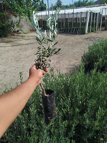 limon ağaçı: Zeytun ağacları hər fəsildə əkmək olur türk sortudu (genlik) boyları 1 — 4