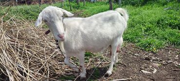 Продам с/х животных: Продаю | Коза (самка) | Зааненская | Для разведения, Для молока | Племенные
