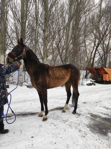 Лошади, кони: Продаю | Жеребец | Для разведения, Конный спорт | Племенные, Осеменитель — 10