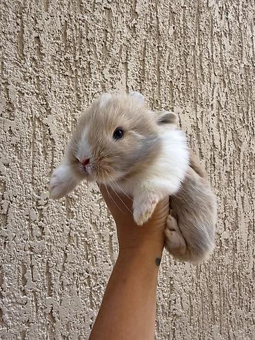 Dovşanlar: 1 aylıq holland balaca🐰 ÖZEL İki dovşan götürsəniz, bir-birlərinə — 4