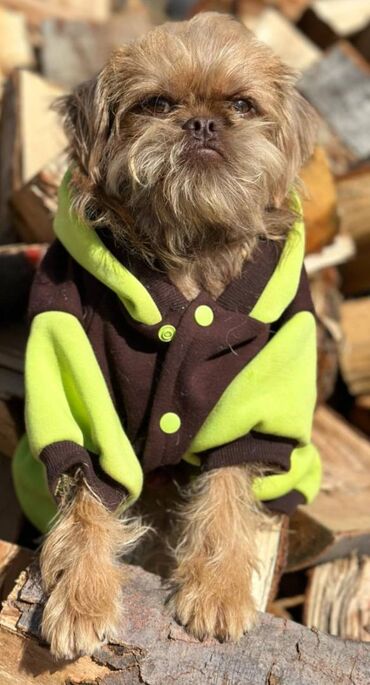 Psi: Prelepi briselski grifoni na prodaju. Dečak 1: Exclusive rare MERLE — 11