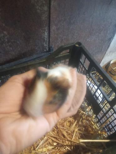 hamster qiymetleri: 3sade 20man 1ri tuku ters razetka sort bala 25man satilir real alıcı — 2
