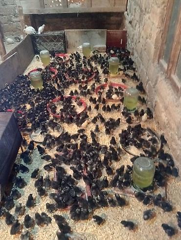 tap.az toyuqlar: Toyuq cücələri, Damazlıq — 1