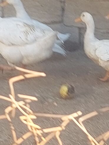 Toyuqlar: Toyuq, Ətlik, Ünvandan götürmə -da lalafo.az — 11 Toyuqlar: Toyuq, Ətlik, Ünvandan götürmə — 11