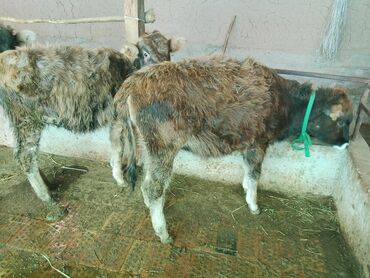 Коровы, быки: Продаю | Тёлка | Алатауская, Полукровка | Для разведения | После отела — 24