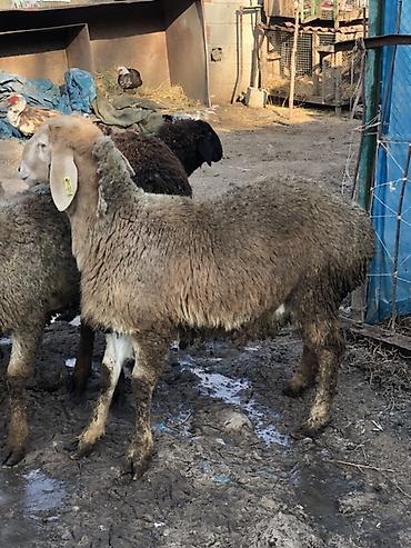 Баран, овца: Продаю | Баран (самец) | Для разведения | Племенные, Ярка — 5