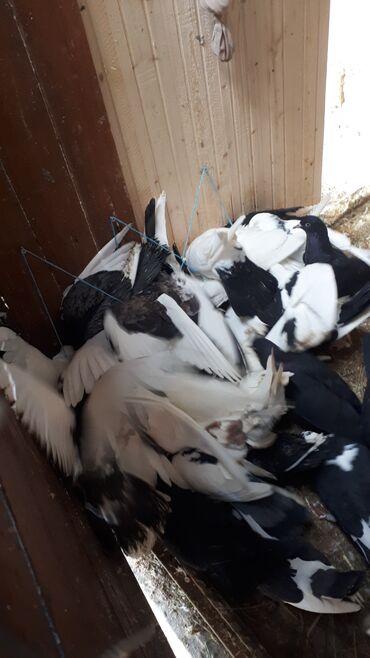 Göyərçinlər: Məhsul: Ev göyərçinləri (bir neçə rəngdə və növdə) Təsvir: - — 6