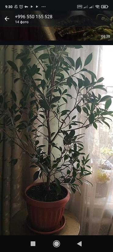 Другие комнатные растения: Комнатные растения — набор 1) Пальма комнатная (вероятно — 3