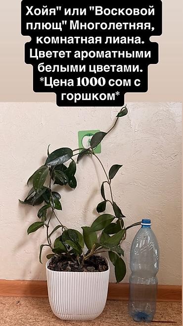 бумажная лоза: Хойя (восковой плющ) — многолетняя комнатная лиана. Цветет ароматными — 1