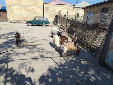 Dovşanlar: Dişi, il: 1, Damazlıq, Ünvandan götürmə