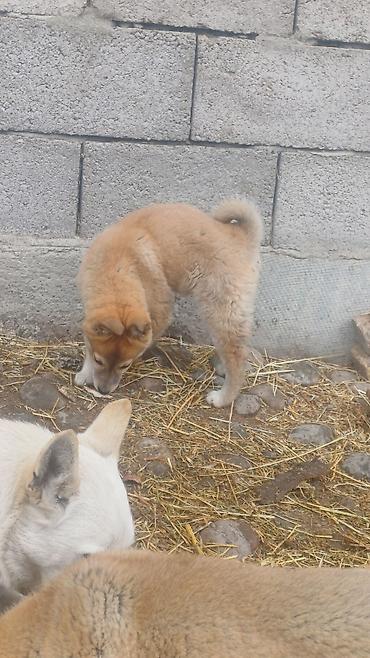 Продажа собак: Щенки Заподносибирской лайки, крепкие, с плотной шерстью, стоячими — 18