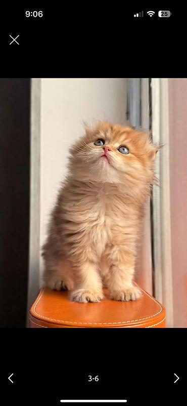 Pişiklər: Şotland yastı qulaq, Erkək, Dişi, Yaxşı əllərə, Pulsuz çatdırılma, Ödənişli çatdırılma, Ünvandan götürmə — 4