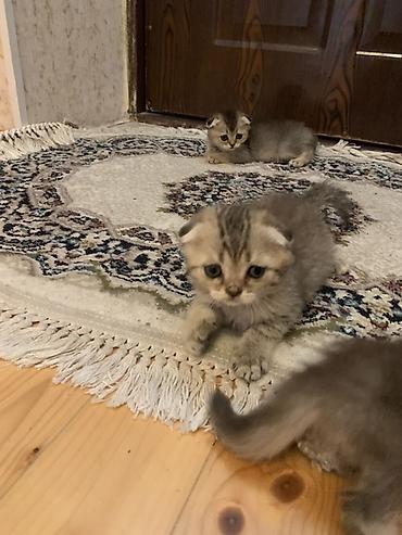 pers pisiyi: Şotland yastı qulaq, Ödənişli çatdırılma — 2
