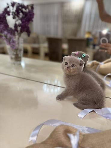 Кошки: Шотландская, Самка, Самец, В добрые руки, Платная доставка, Самовывоз — 1