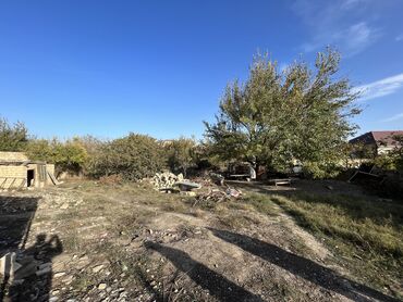 saray qəsəbəsi torpaq: 15 sot, Tikinti, Kupça (Çıxarış)