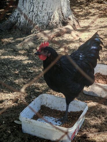 touz quşu: Avstrolop xoruzlar satılır 7-8 ayliqdilar bütün vitaminlər olunub