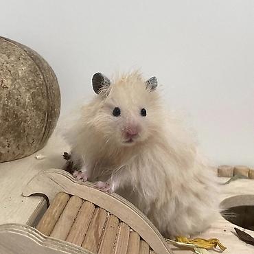 Хомяки: Продаются хомячки джунгарские, сирийские, ангорские пушистые хомячки — 13
